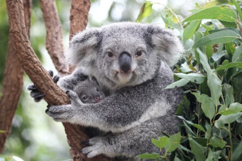 Lone Pine Koala Sanctuary