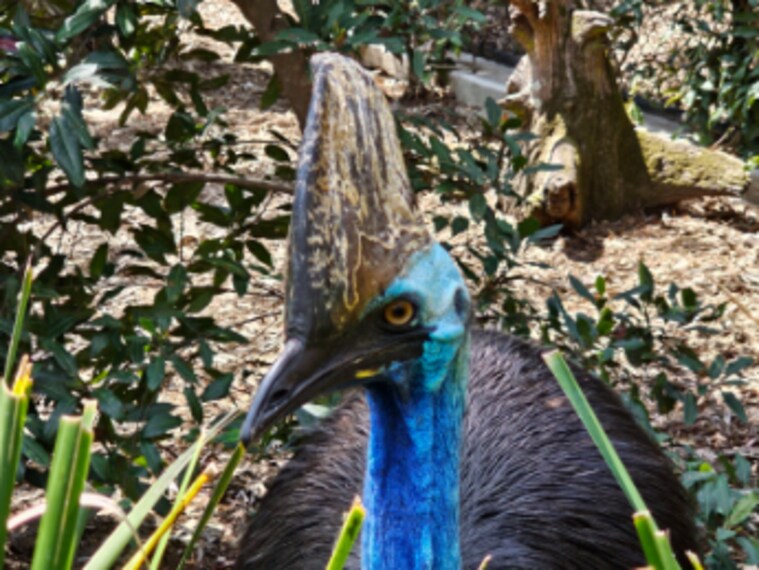 Brisbane_Lone_Pine_Koala_Sanctuary_9