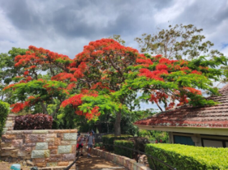 Brisbane_Mount_Coot-Tha_Summit_Lookout_9