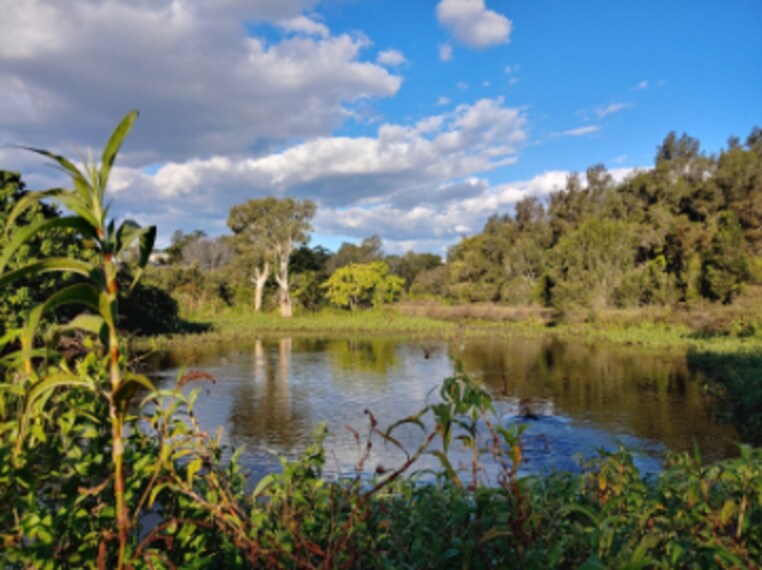 Brisbane_Sherwood_Arboretum_4