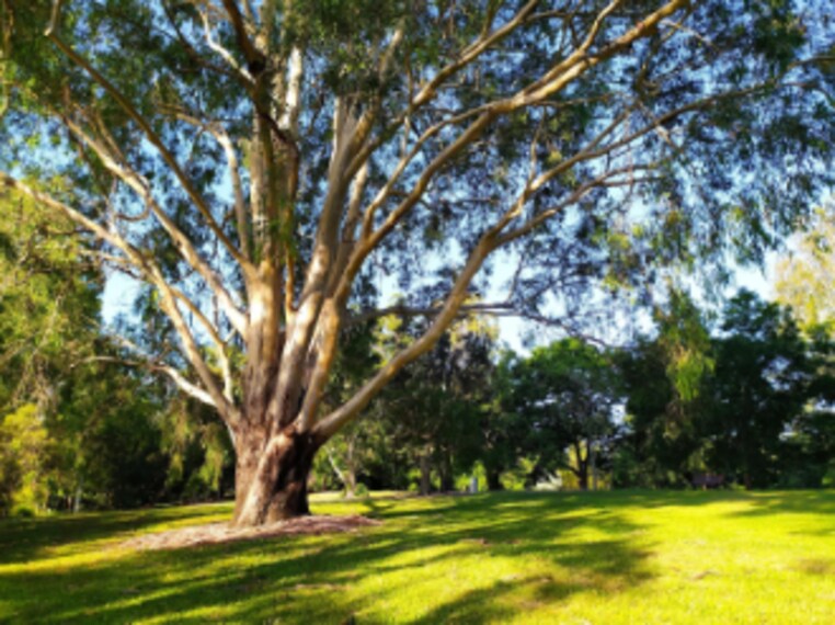 Brisbane_Sherwood_Arboretum_9