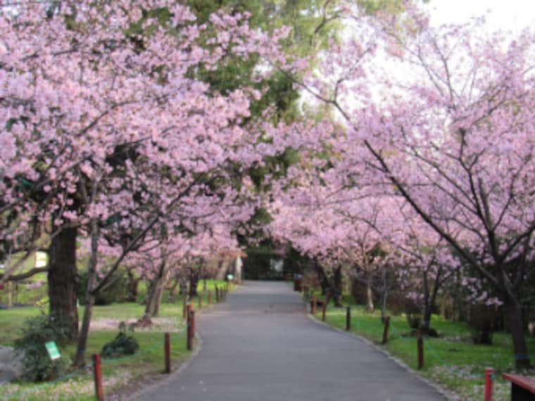 Buenos_Aires_Jardin_Japones_1