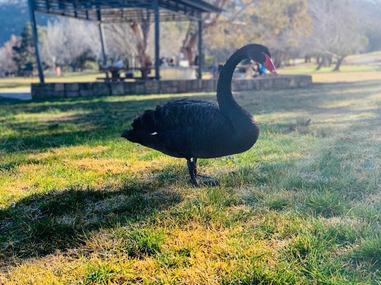 Canberra_Black_Mountain_Peninsula_6