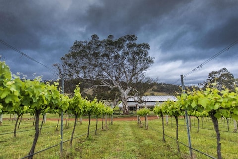 Mount Majura Vineyard
