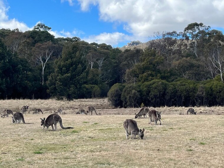 Canberra_Tidbinbilla_Nature_Reserve_2