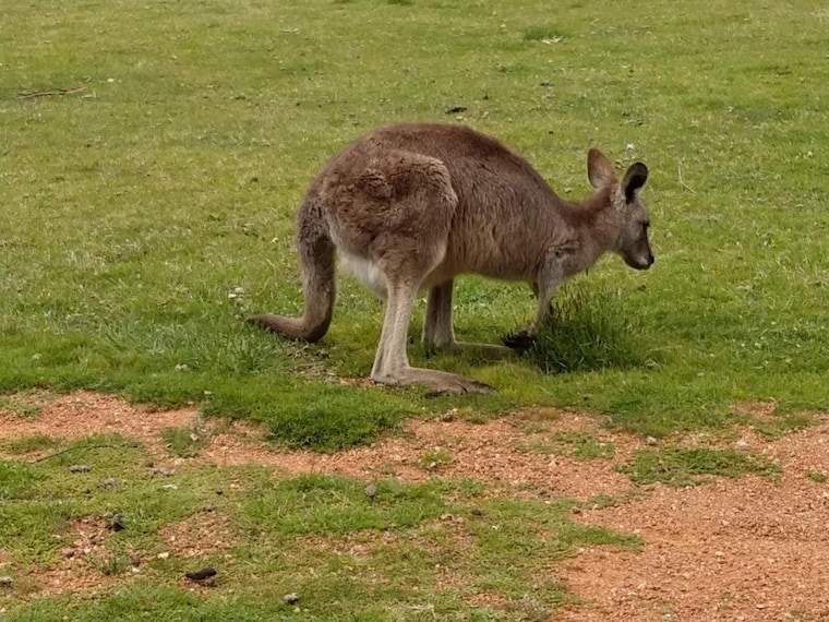 Canberra_Tidbinbilla_Nature_Reserve_5