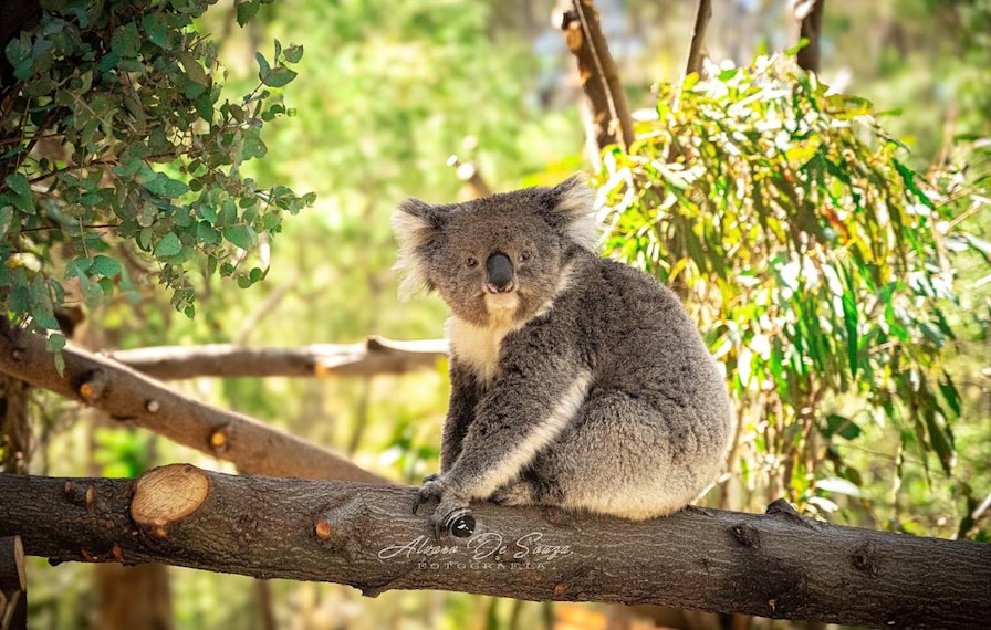 Canberra_Tidbinbilla_Nature_Reserve_9