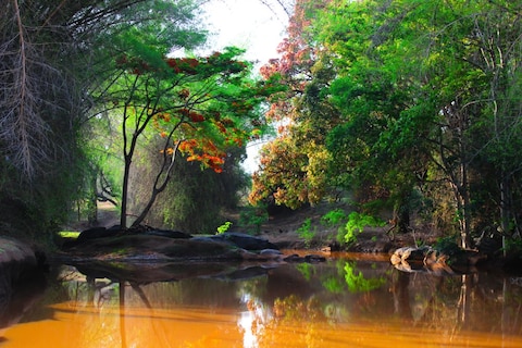 Image from popular destination Masinagudi - Nature Lovers’ Paradise