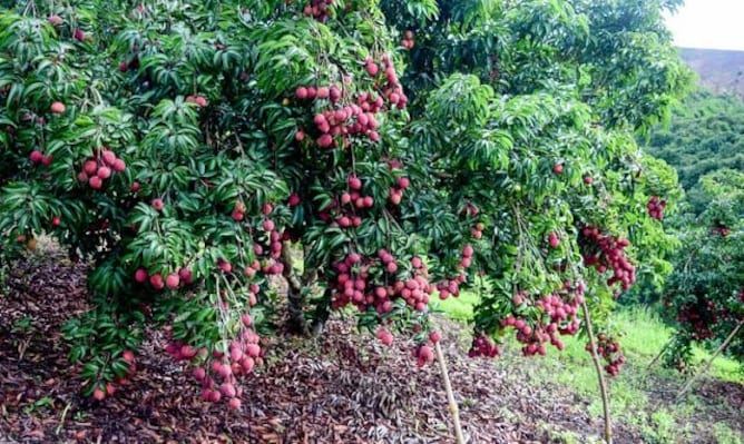 Muzzaffarpur_destination_image_2