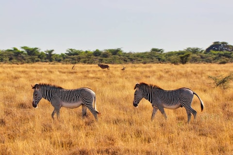 Image from popular destination Maasai Mara - The Unravelled Wild Beauty of Africa
