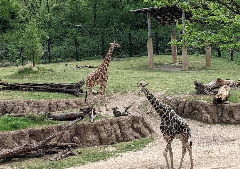 Dallas_Dallas_Zoo_1