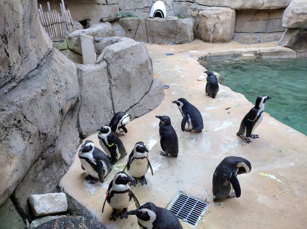 Dallas_Dallas_Zoo_3