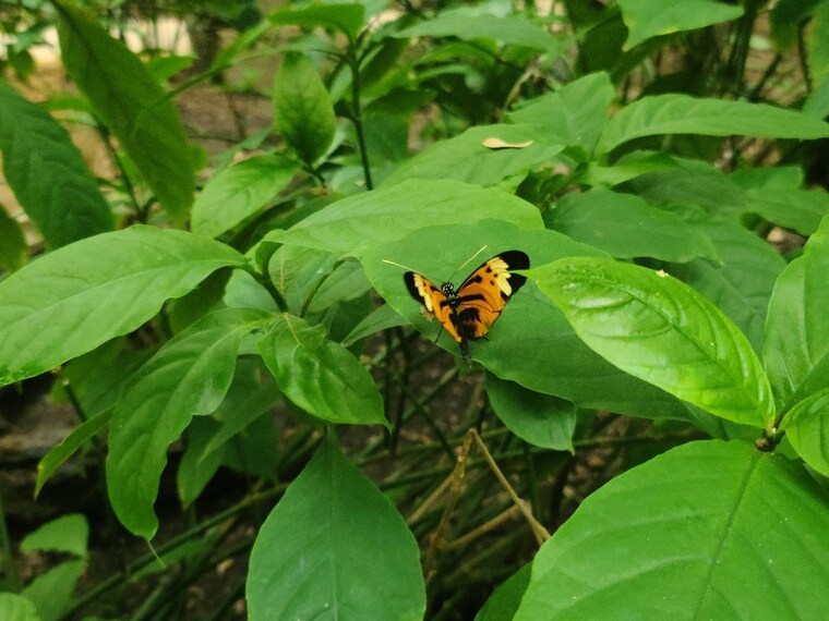 Dallas_Texas_Discovery_Gardens_4