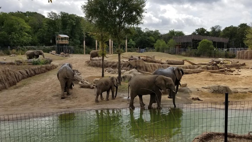 Dallas_Dallas_Zoo_2