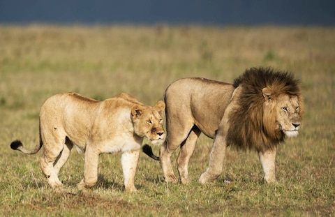 Image from popular destination Nairobi - Safari Capital of Kenya