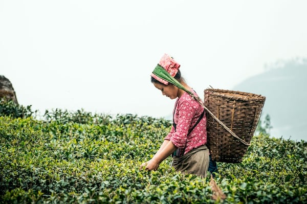 Darjeeling_destjulimg_5