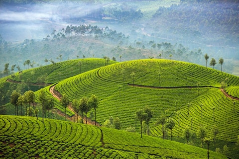 Image from popular destination Munnar - Home of Rolling Tea Terrains & Waterfalls