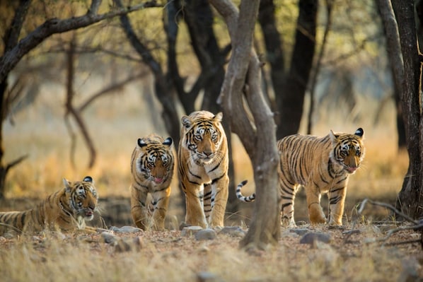 Ranthambore_tv_destination_img_3