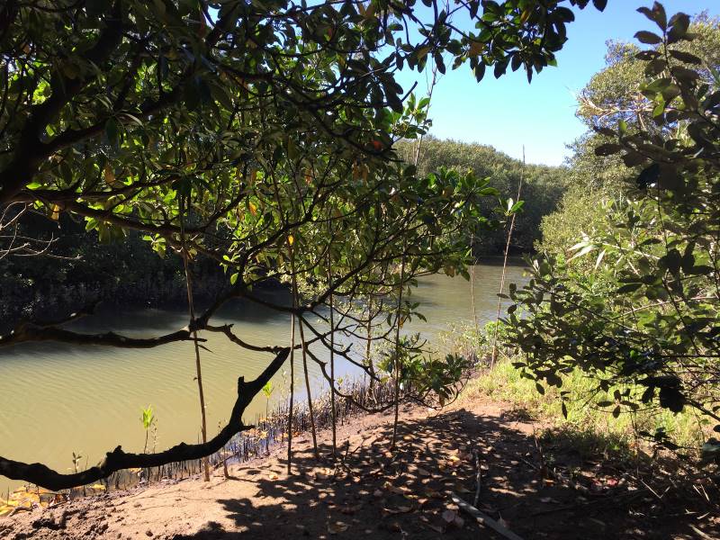 Durban_Beachwood_Mangroves_Nature_Reserve_10