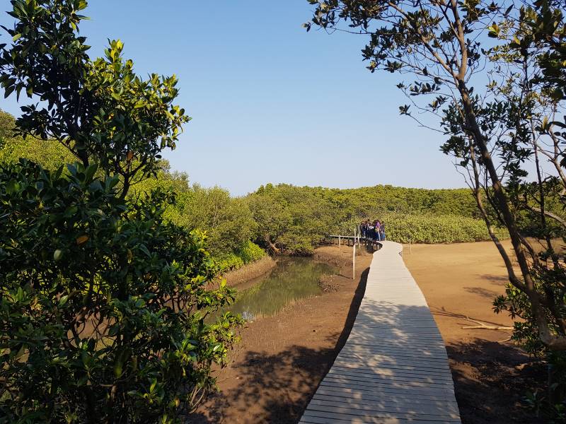 Durban_Beachwood_Mangroves_Nature_Reserve_1