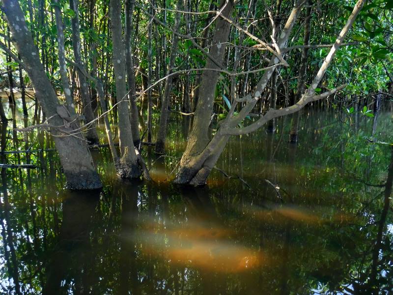 Durban_Beachwood_Mangroves_Nature_Reserve_5