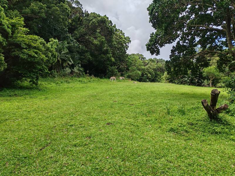 Durban_Kenneth_Stainbank_Nature_Reserve_9