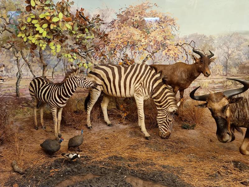 Durban_Natural_Science_Museum_10