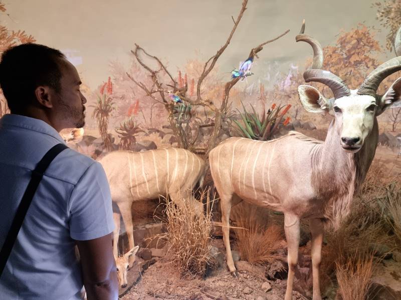 Durban_Natural_Science_Museum_5