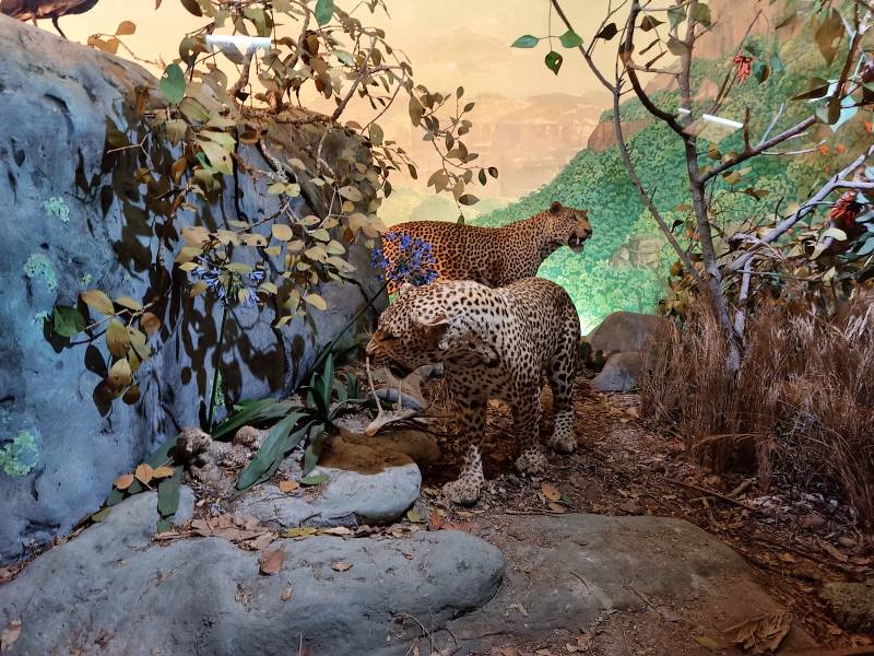 Durban_Natural_Science_Museum_8