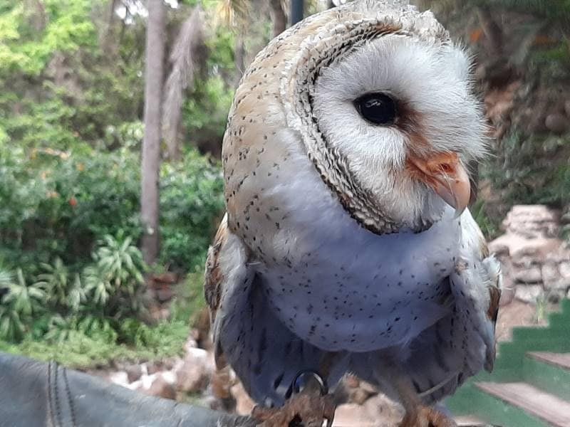 Durban_Umgeni_River_Bird_Park_9