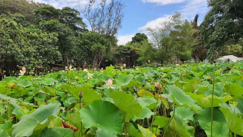 Durban_Botanic_Gardens_8