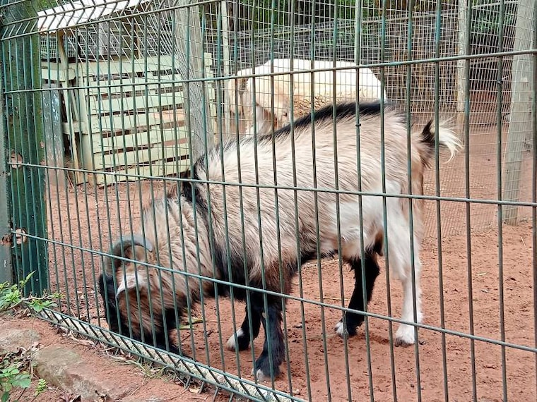 Durban_Mitchell_Park_Zoo_10