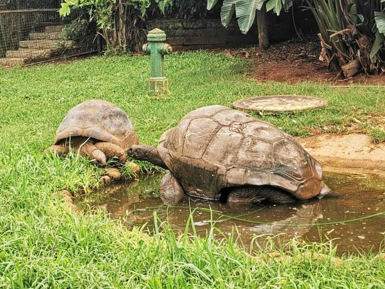 Durban_Mitchell_Park_Zoo_4