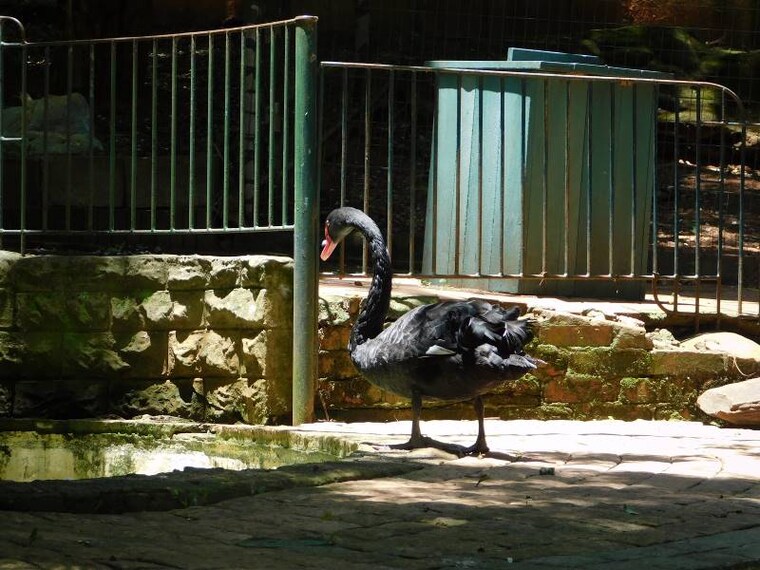 Durban_Mitchell_Park_Zoo_7