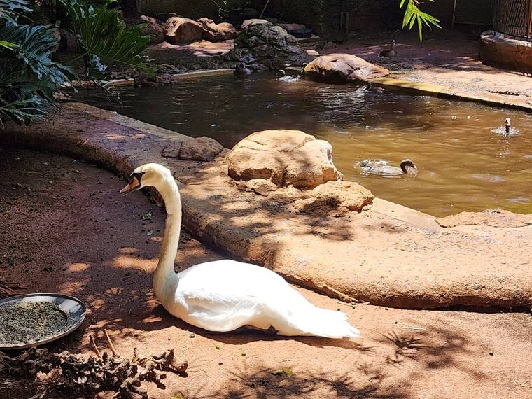 Durban_Mitchell_Park_Zoo_8