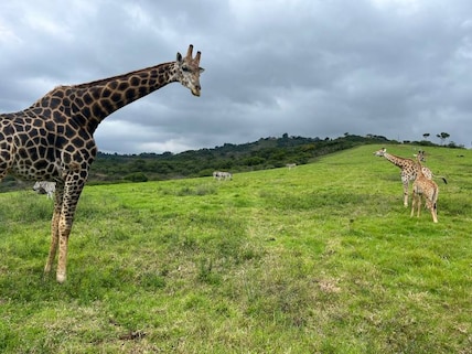 PheZulu Safari Park