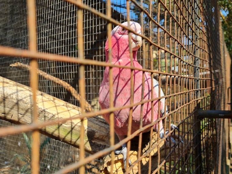 Durban_Umgeni_River_Bird_Park_10