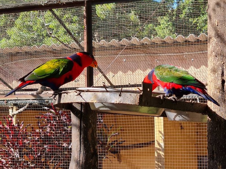 Durban_Umgeni_River_Bird_Park_2