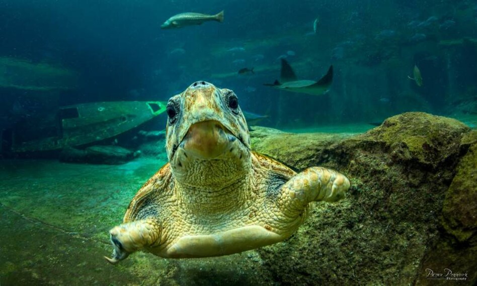 Durban_uShaka_Sea_World_10