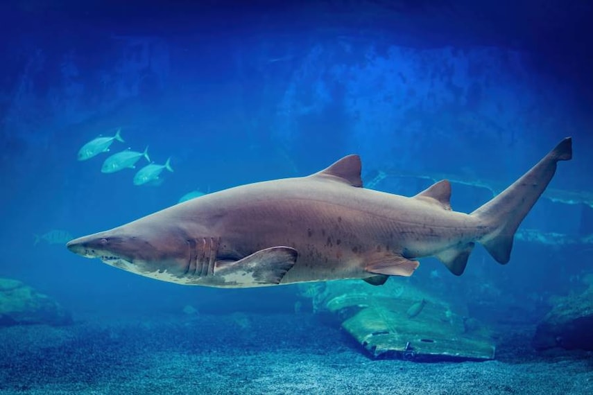 Durban_uShaka_Sea_World_7