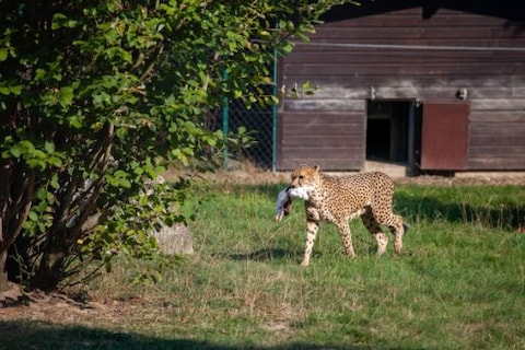 Opel Zoo
