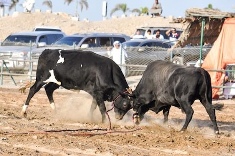 Bull Fighting