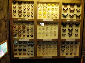 Genting_Highlands_Happy_Bee_Farm_Genting_4