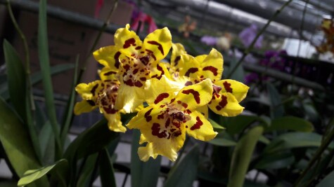 Genting_Highlands_World_of_Phalaenopsis_3