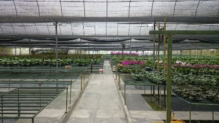 Genting_Highlands_World_of_Phalaenopsis_8