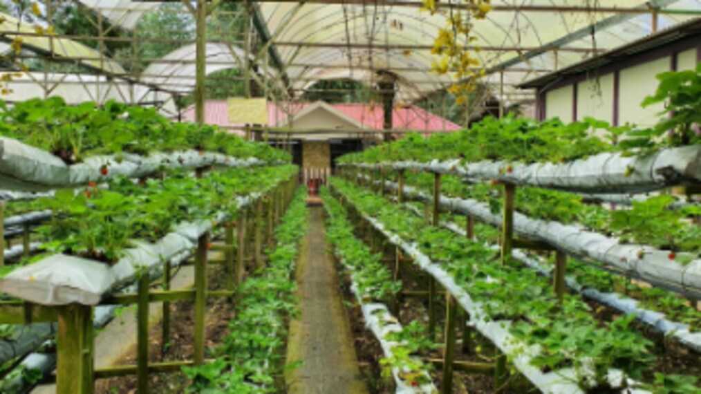 Genting_Highlands_Genting_Strawberry_Leisure_Farm_6