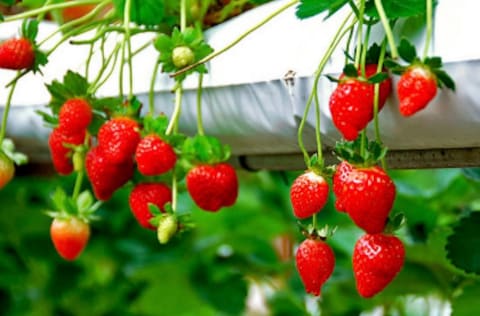 Genting Strawberry Leisure Farm