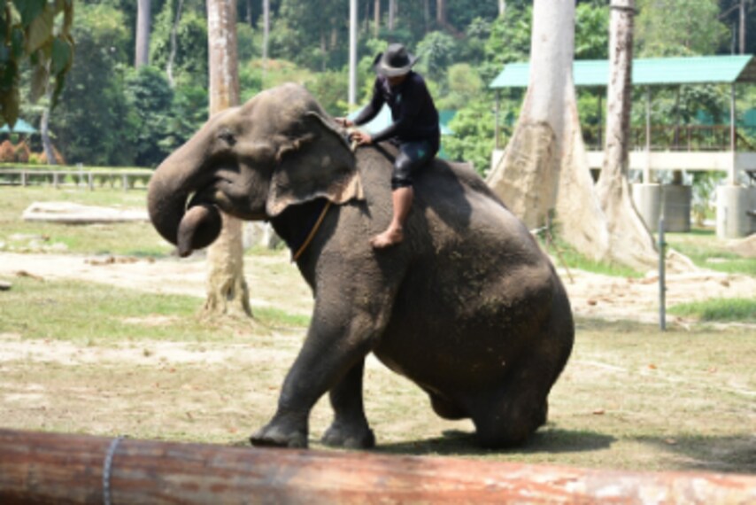 Genting_Highlands_Kuala_Gandah_Elephant_Conservation_Centre_1