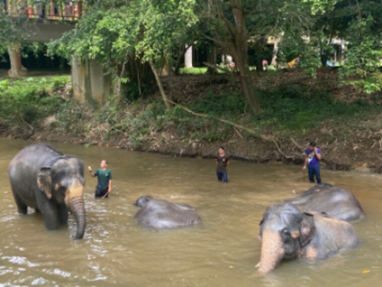 Genting_Highlands_Kuala_Gandah_Elephant_Conservation_Centre_3
