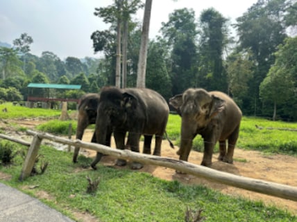 Kuala Gandah Elephant Conservation Centre